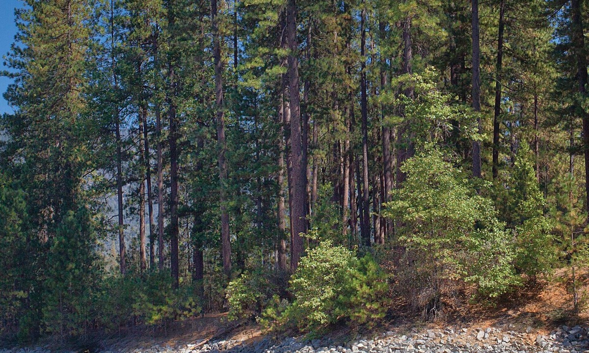 Bass Lake Resort | Everything you dreamt of is at your doorstep !