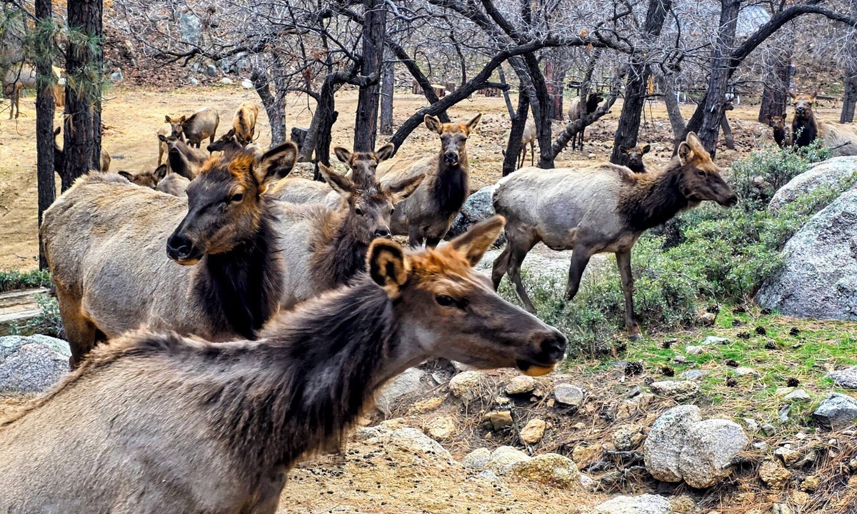 Kingman House | Mountain Vacation Surrounded By Wildlife In The Tall Pines and Resort Area