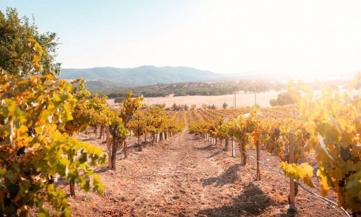 Paso Robles Condo | Paso Robles - Vineyard Getaway - Video Tour
