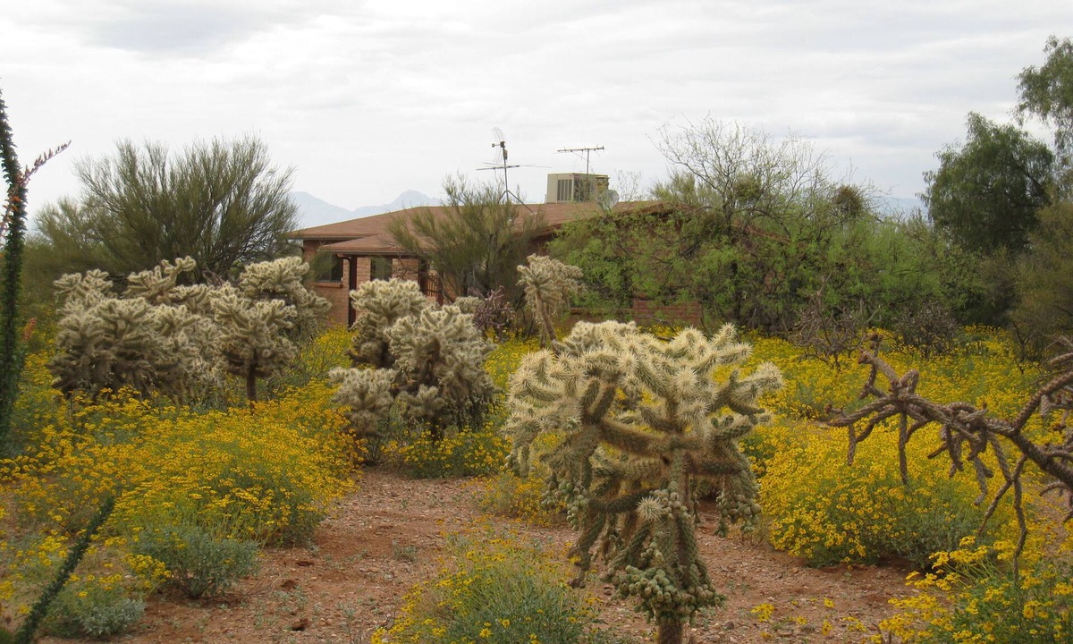 Tucson House | Serene desert environment, great sunsets, beautiful wildlife and long walks.