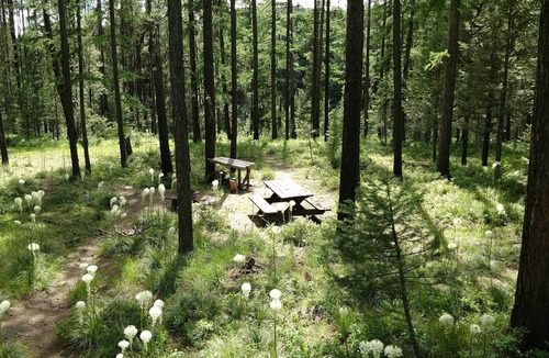 Condon Cabin | Beyersfort next to Cygnet Lake - Sleeps 5, Private Dock w/Canoe, No Wi-Fi