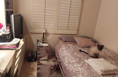 Paradise House | CATmosphere 2