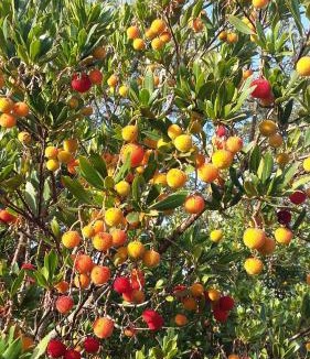 Petreto-Bicchisano Bed & Breakfast | Corsica Monti Gite Appart