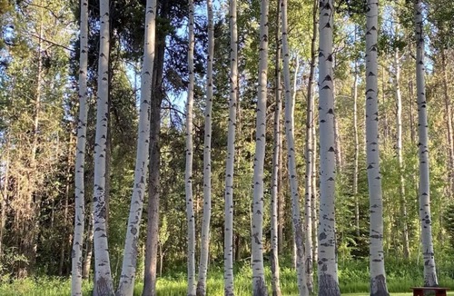 Indian Paintbrush Cabin | Cozy Cabin Retreat close to Jackson Hole Mountain Resort