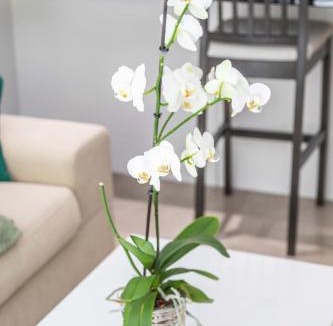 Bonifacio Apartment | La Palmeraie