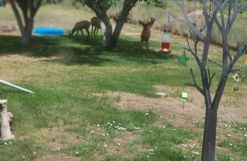 Price House | Nana's Place is a beautiful family, pet-friendly home with a fenced back yard.