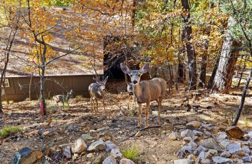 Groom Creek House | Ponderosa HideAway 4-BR CabinMtn ViewTrailsBrbq