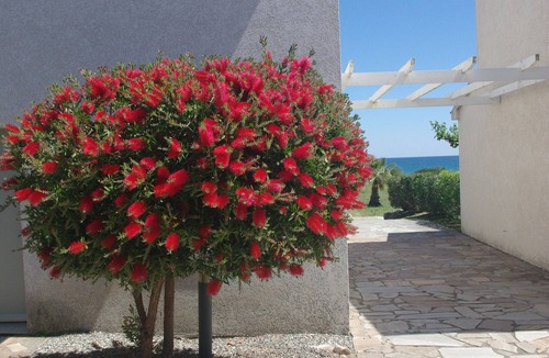 Prunete Villa | Résidence A NUCIOLA Les pieds dans l'eau Plage de Prunète Cervione Haute Corse