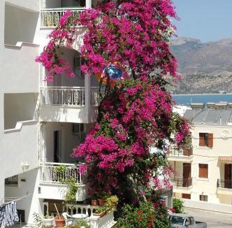 Karpathos Town Apartment | Roses Studios