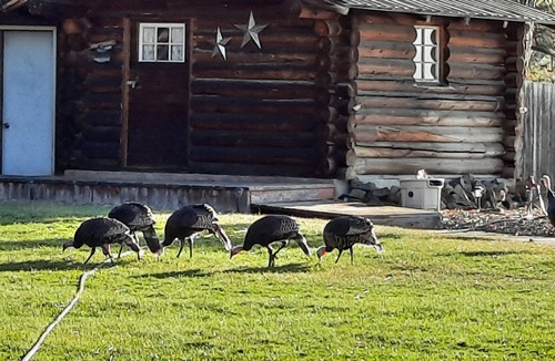 Lewiston Cabin | Waha Resort Private cabin in the Craig Mountains