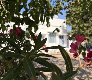 Leros House | White Cat