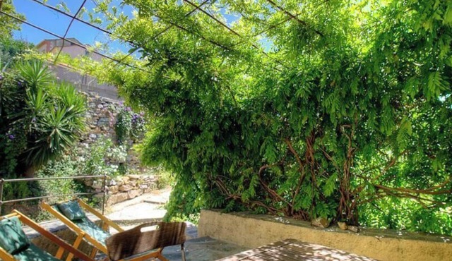 Glycine - PATRIMONIO