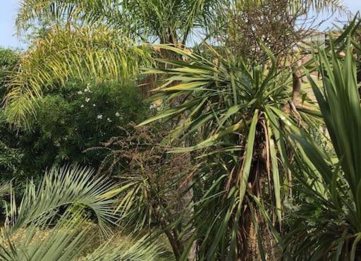 Mare è Monte , jardin méditerranéen et exotique.