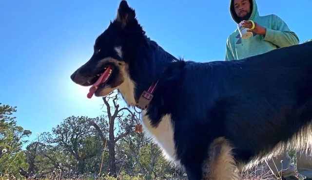 Pet-friendly camping in the mountains