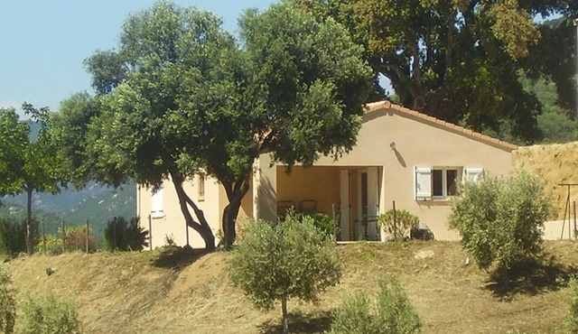 The olive grove 1 - SOLLACARO