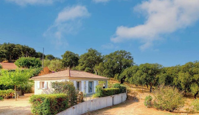 The Orange Tree - SOLLACARO