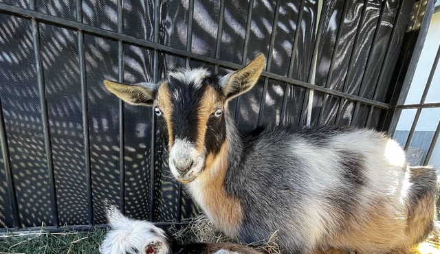 Thee One with the GOATS🐓🐓🦆🦆