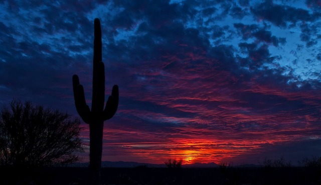 Tranquil Bell tent near Tucson