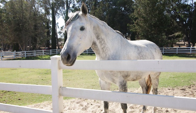 Wine Country Ranch Escape - Unplug, live by horses on a real ranch, close to wineries!