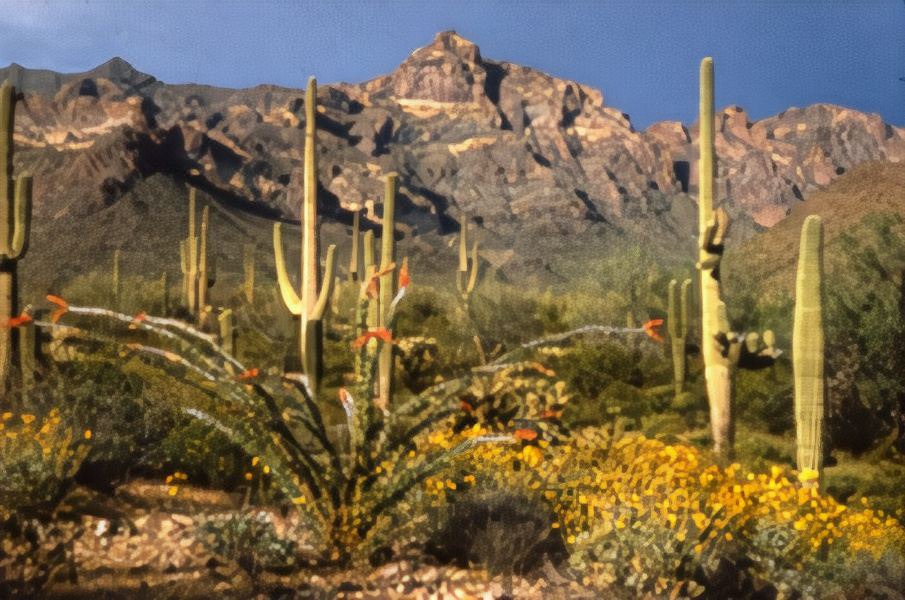 Photo of Others in Gila Bend