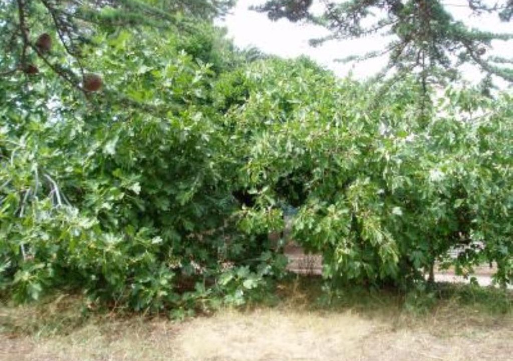 Photo of Outdoor in Macinaggio