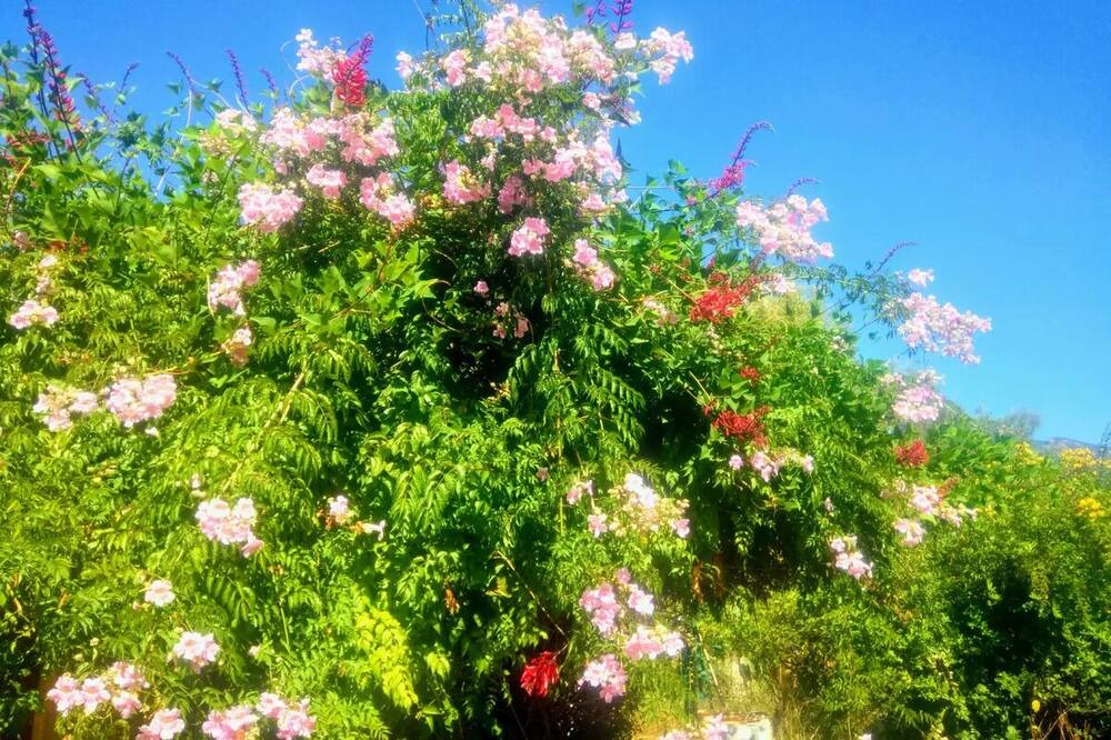 Photo of Outdoor in Eccica-Suarella