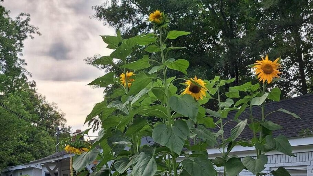 Photo of Outdoor in Wrightsboro