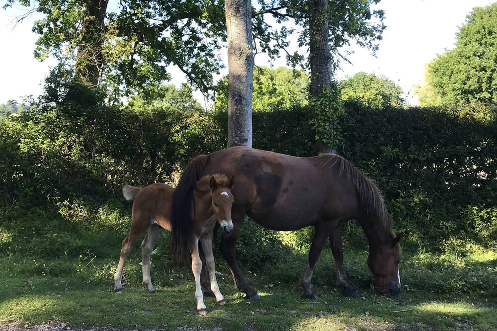Photo of Outdoor in New Forest District