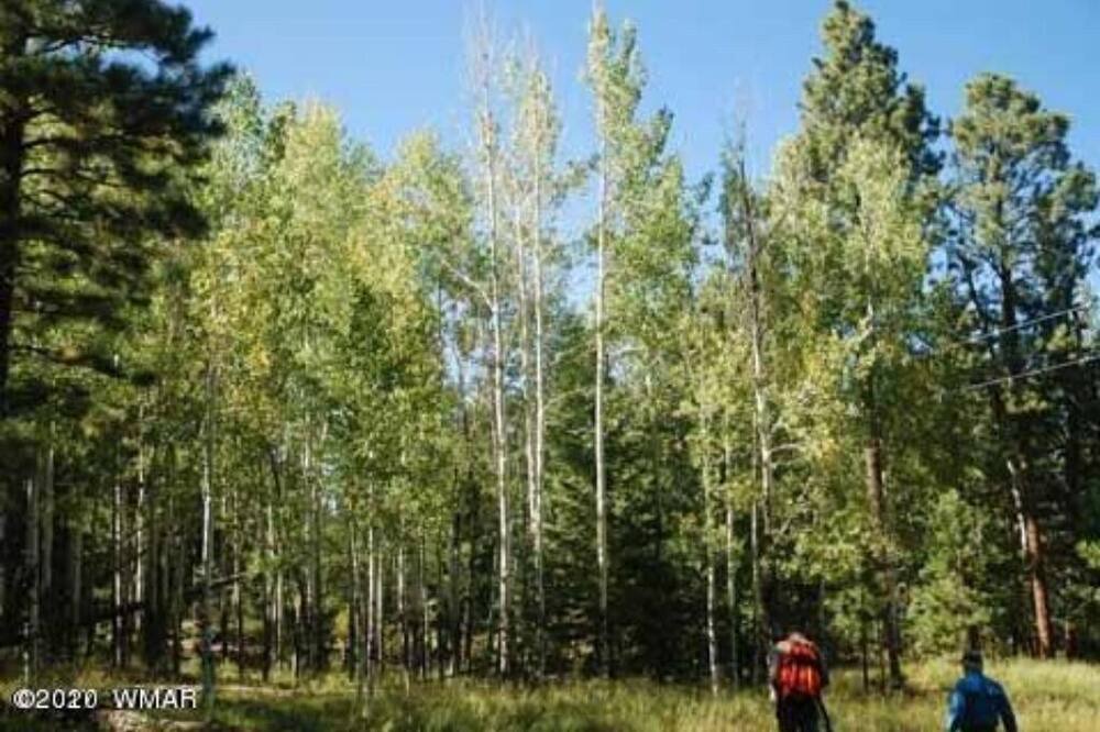 Photo of Outdoor in Pinetop