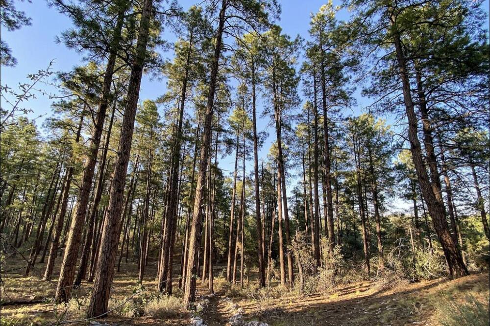 Photo of Outdoor in Ponderosa Park