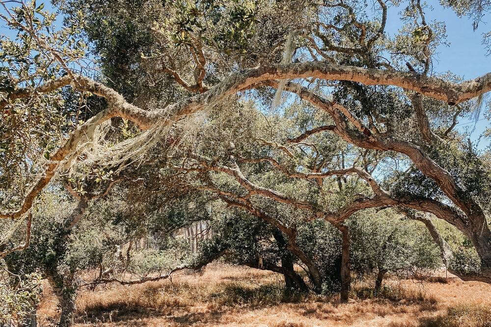 Photo of Others in Lompoc