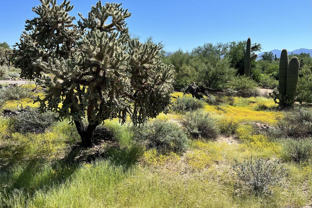 Photo of Outdoor in Tucson