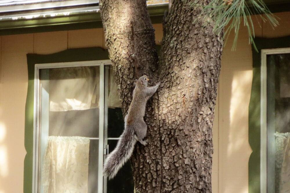 Photo of Others in Ponderosa Park