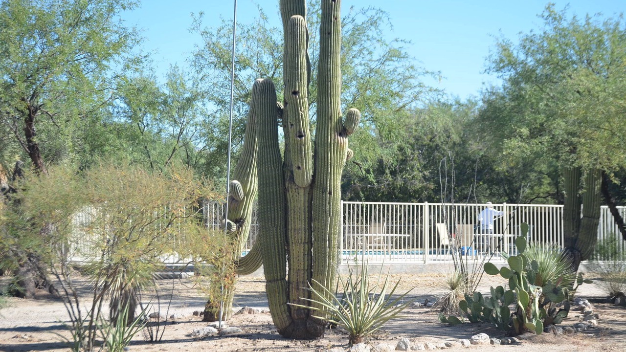 Photo of Outdoor in Tanque Verde