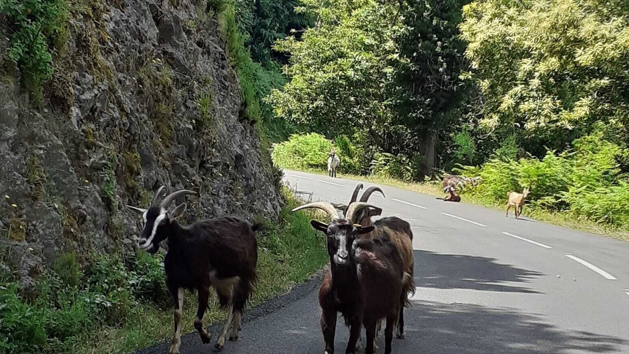 Photo of Others in Porri