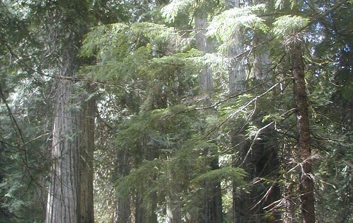Photo of Outdoor in Trout Creek