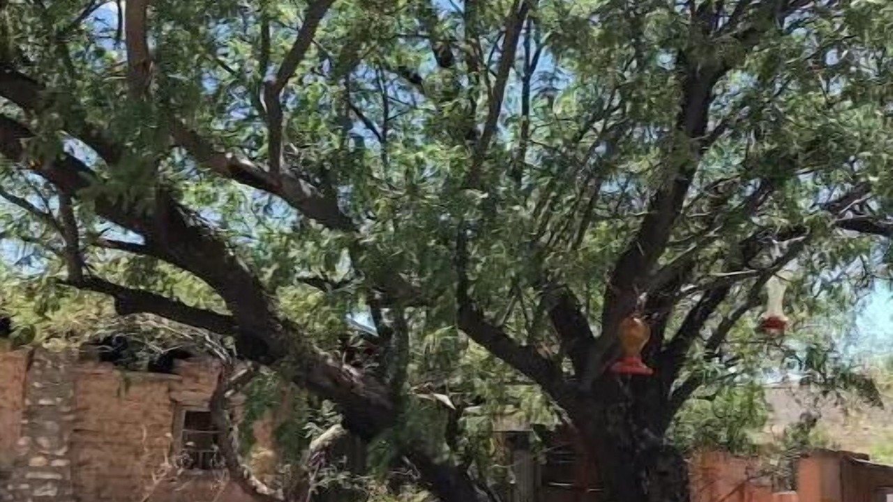 Photo of Outdoor in Tombstone