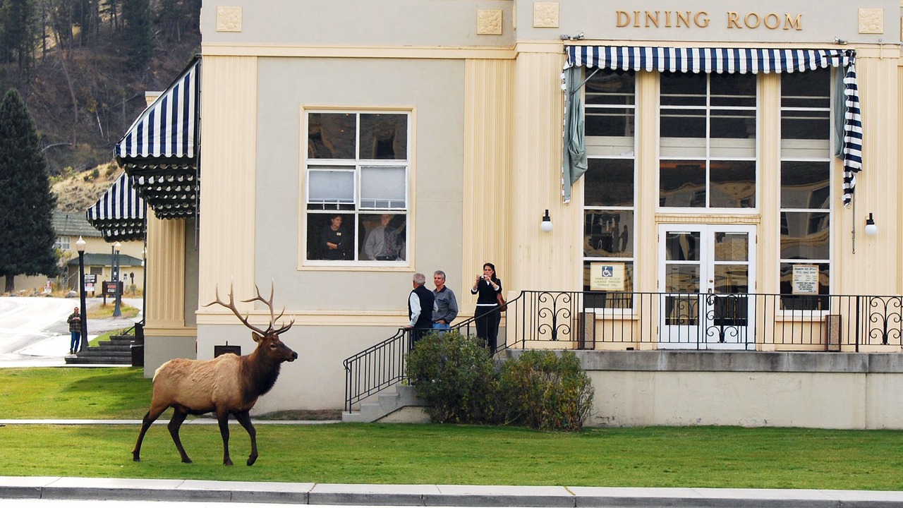 Photo of Others in Yellowstone National Park