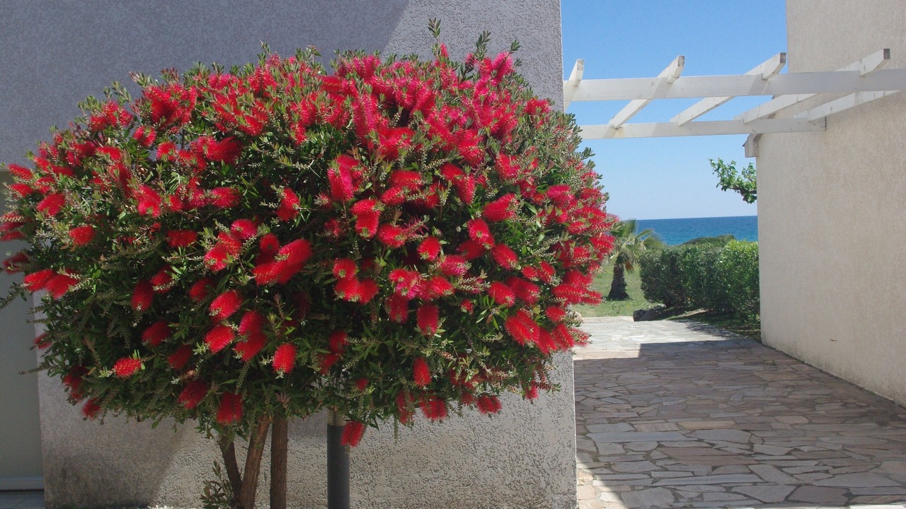 Photo of Outdoor in Prunete