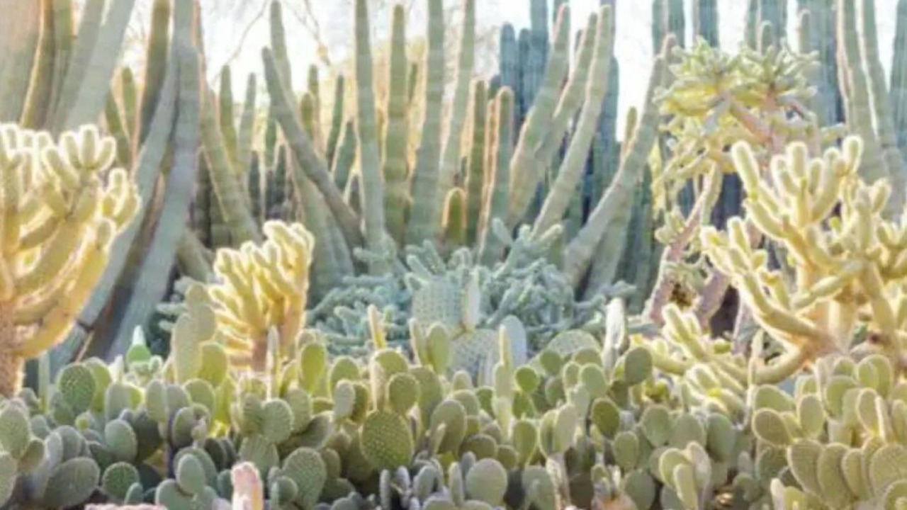 Photo of Outdoor in Phoenix