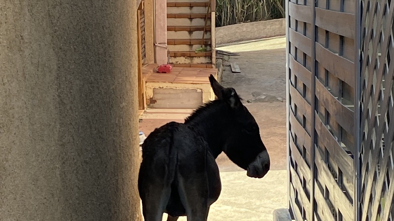 Photo of Outdoor in Residences du Golfe de Lava