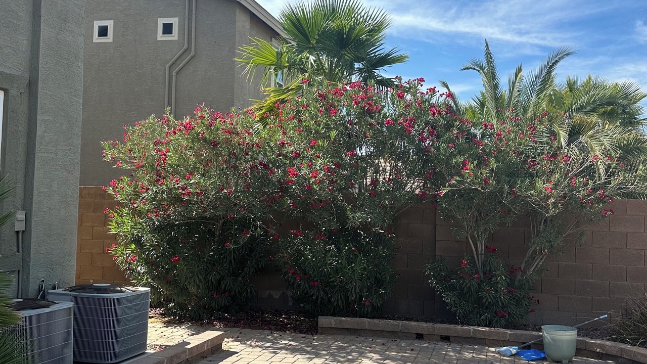 Photo of Outdoor in Maricopa