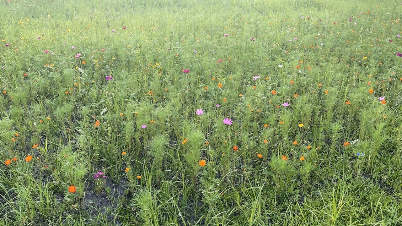 Photo of Outdoor in Rocky Point