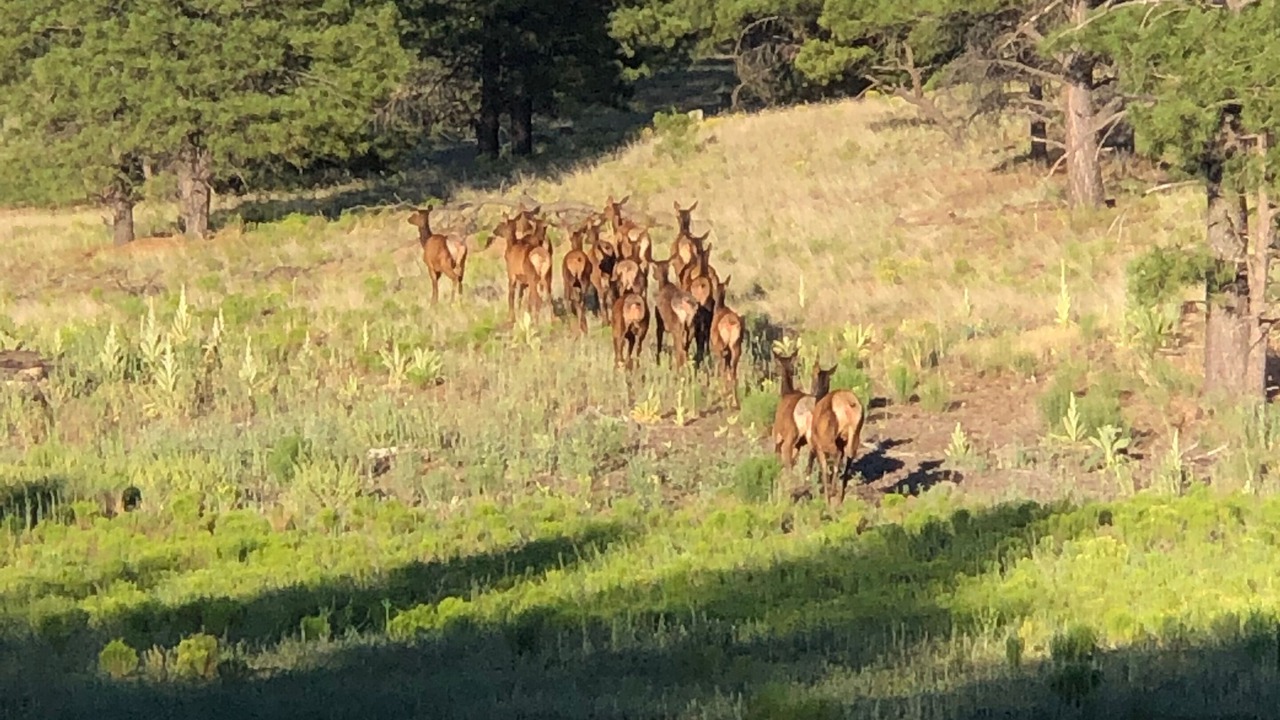 Photo of Others in Kachina Village
