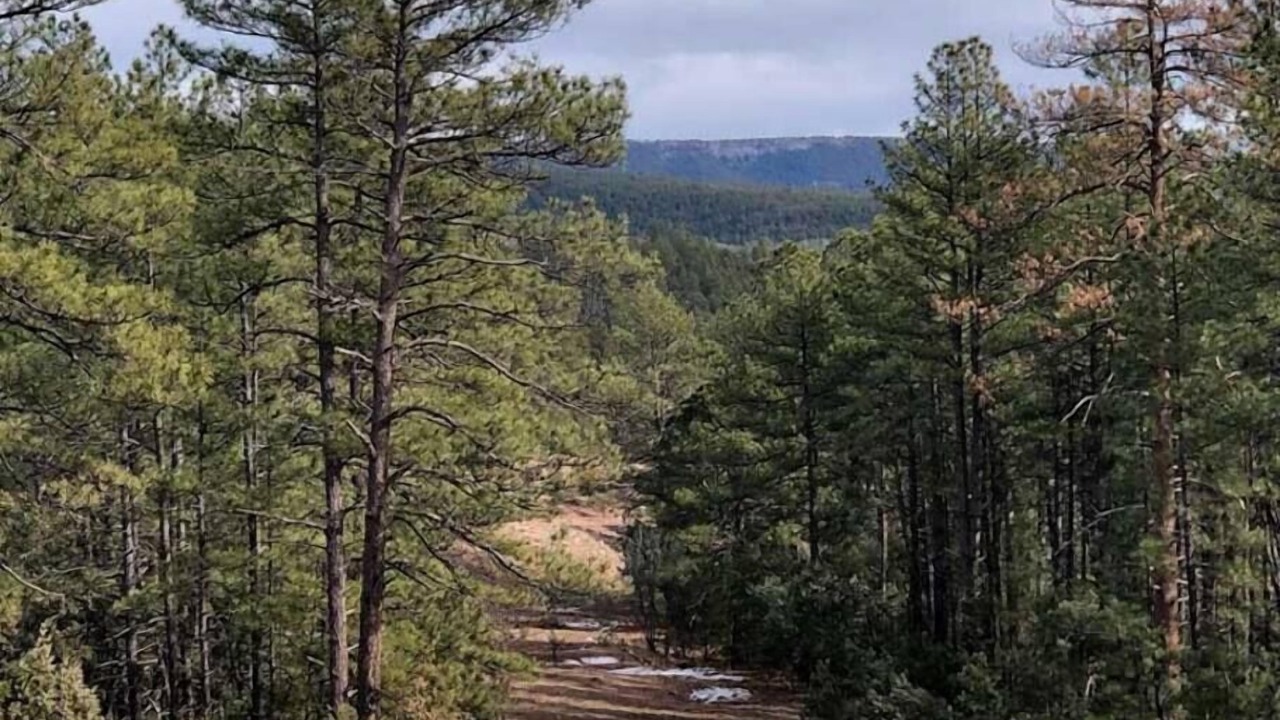 Photo of Outdoor in Christopher Creek