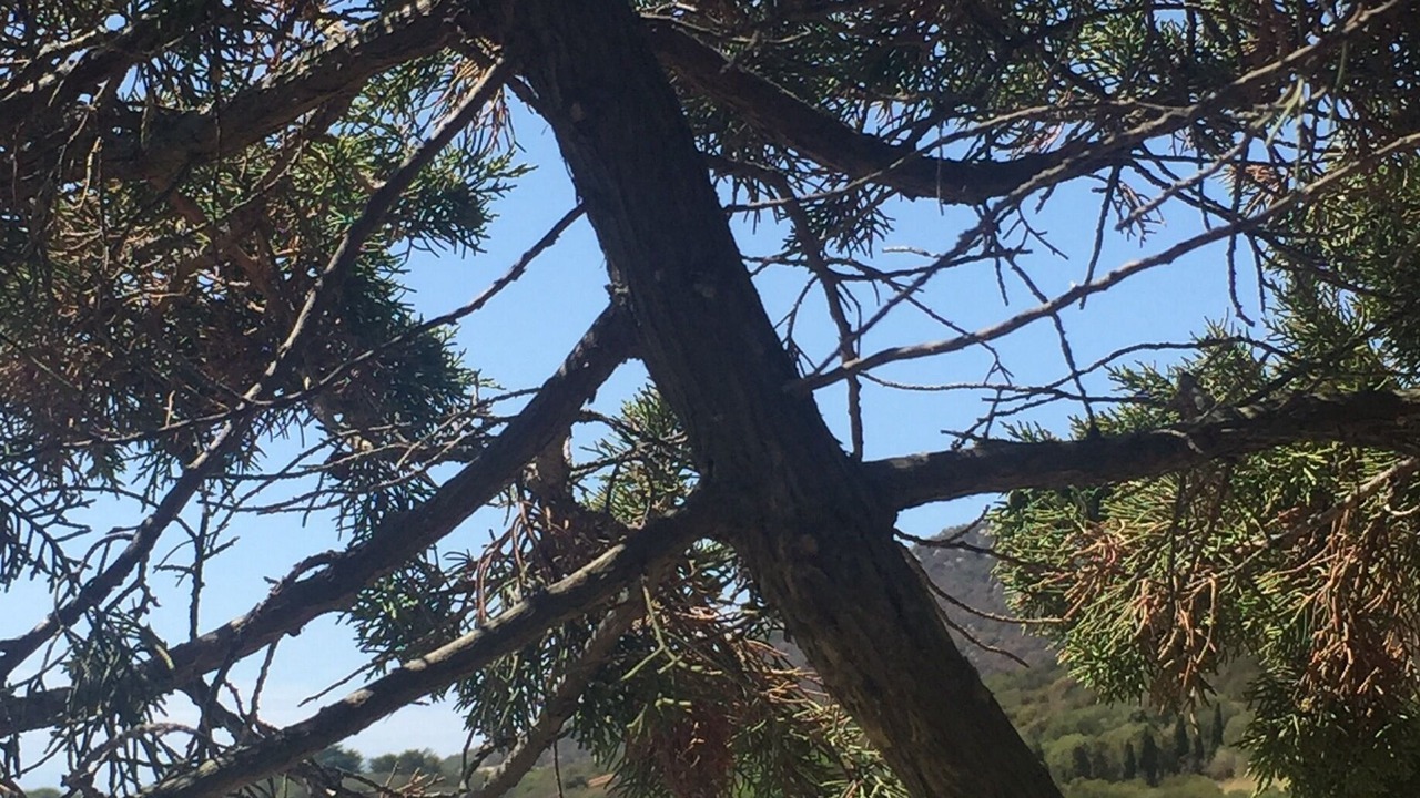 Photo of Outdoor in Serra-di-Ferro