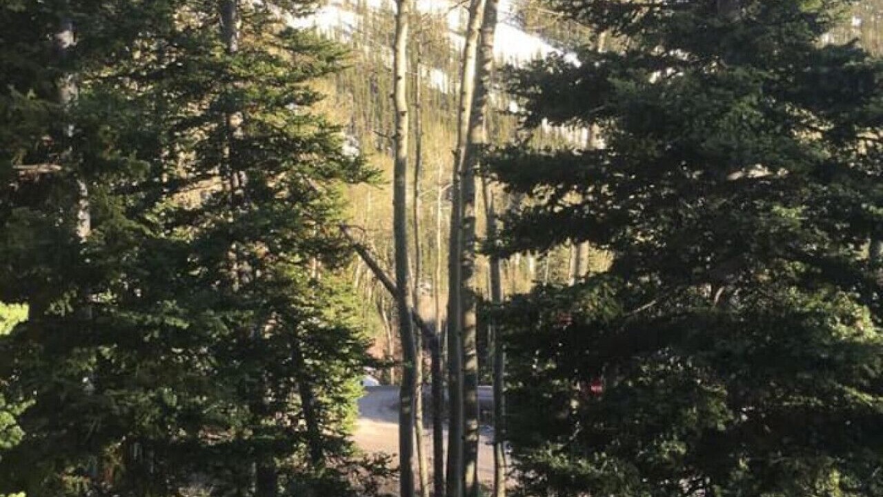 Photo of Others in Beaver