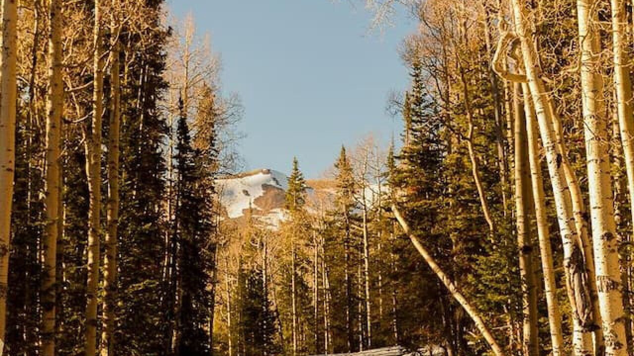 Photo of Others in Beaver