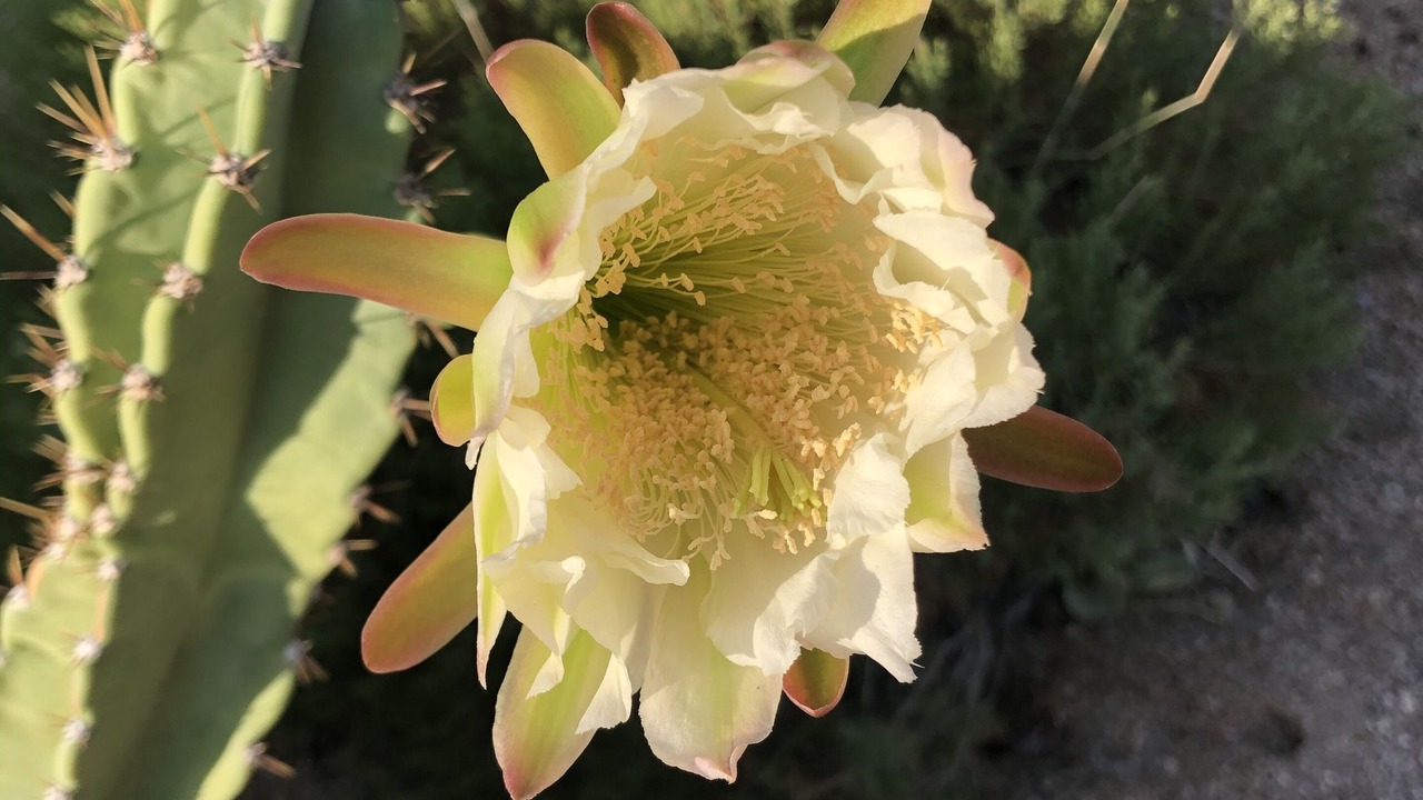 Photo of Outdoor in Kingman