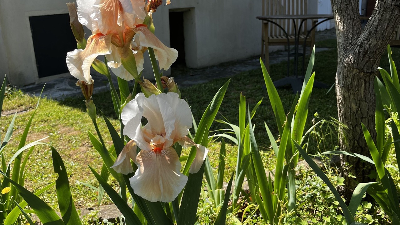 Photo of Outdoor in Oletta